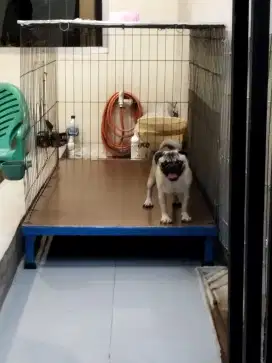 DI JUAL ANJING PUG BETINA