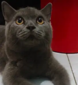 KUCING BSH JANTAN