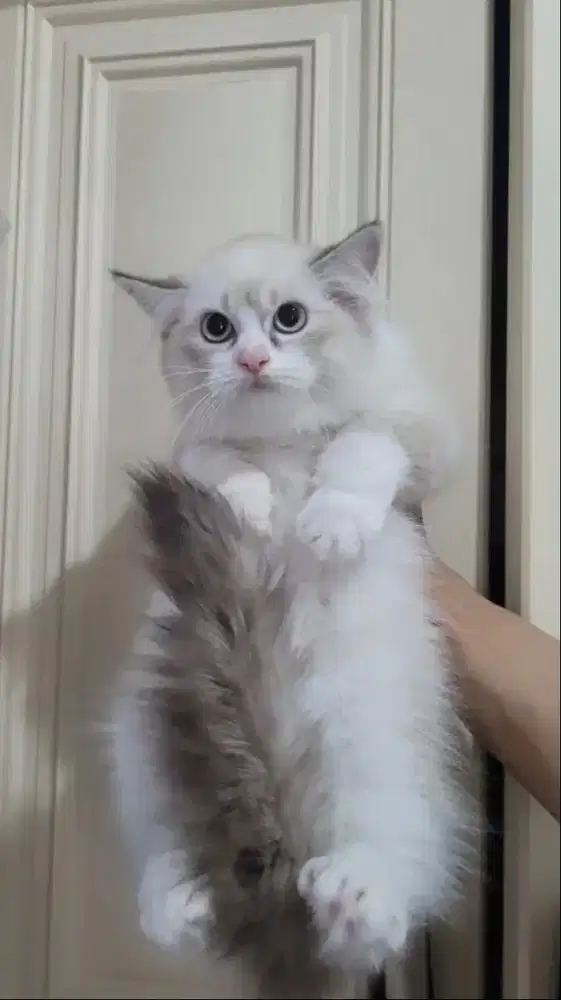 PURE KITTEN RAGDOLL 8BULAN JANTAN