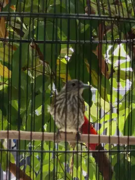 Burung cucak rawis