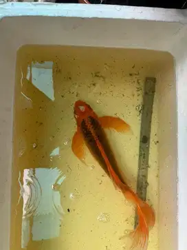Jual obral ikan koi slayer warna antik