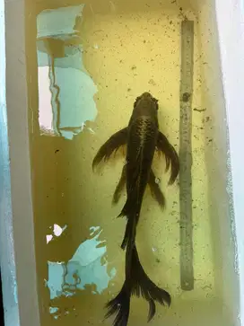 Jual obral ikan koi slayer warna langka