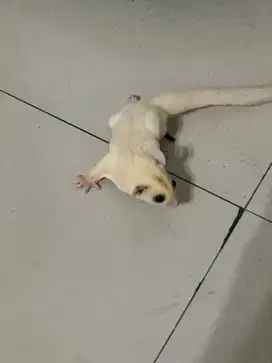 Sugar Glider Platmoz Betina Joey - 2 Bulan Lucu Jinak