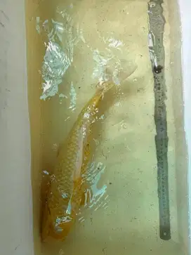 Jual obral ikan koi import golden corn