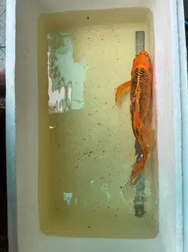 Jual obral ikan koi slayer warna langka