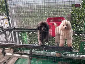 Open Adopted Puppies Poodle l