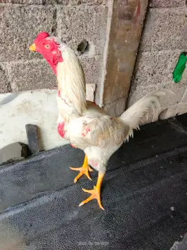 Ayam muda Siap Rawat..Ukuran 5