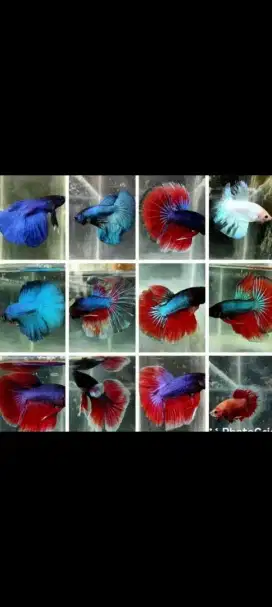 Ikan cupang half moon