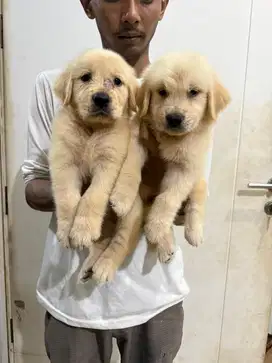 Golden retriever puppy