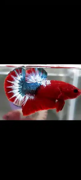 Ikan cupang HeLL Boy