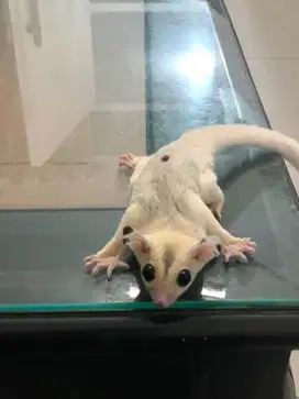 Sugar Glider Piebald Jantan Joey 2 Bulan - Jinak - Lucu