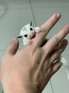 Sugar Glider Mozaik Betina Joey - 1 Bulan - Jinak Lucu