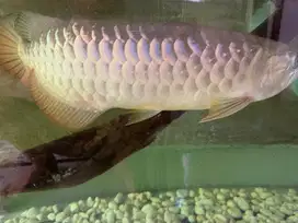 Arwana Golden red