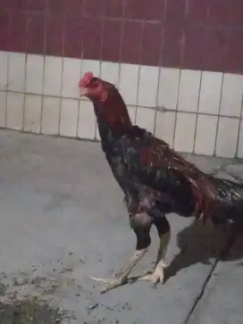 Edisi bantu teman,dijual ayam Bangkok pamakoy,kaki Ubed,jalu renteng,