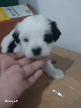 Anjing Shitzu Poodle usia 1 bulan jantan