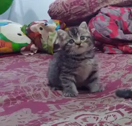 Sepasang BSH Mackerel dan BSH Calico Non Ped