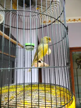 Di jual burung kenari f1 gacor