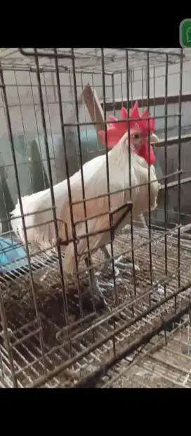 Dijual ayam ketawa putih disko