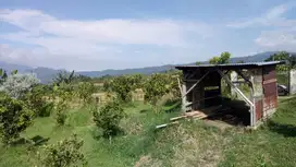 Kebun Jeruk Muda Poros Jalan Desa Kota Batu