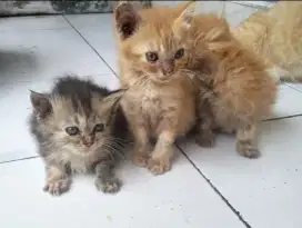 Kucing kitten persia