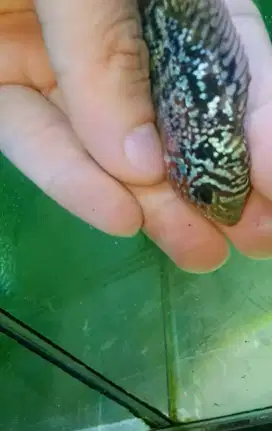 Louhan kamfa mata putih