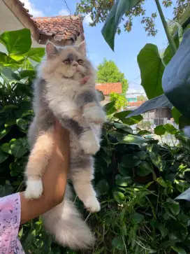 Peak longhair kitten 5bln