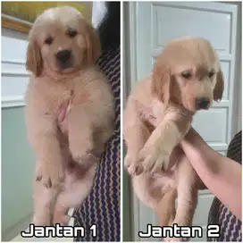Golden retriever jantan stambum