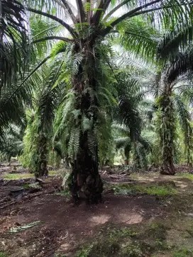 Perkebunan sawit