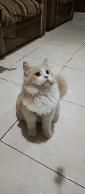 Open Adop kucing NEGO