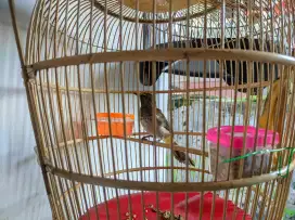 Burung Gacor cucak Wilis Rengganis