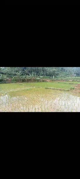 Sawah + Tanah Kebun 3750 m, Bojong, Purwakarta.