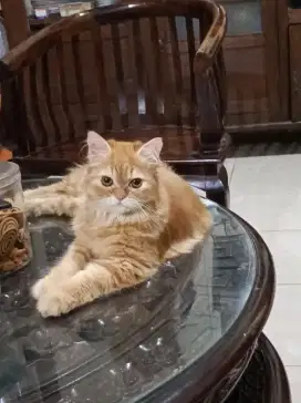 Open Adop kucing persia Nego