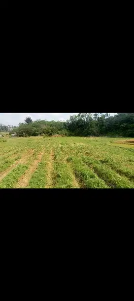 Tanah Sawah 4400 m, Bojong Purwakarta.