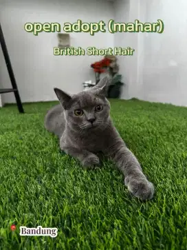 Kucing BSH 7 bulan