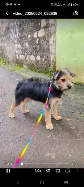 Yorkie jantan 7 bulan