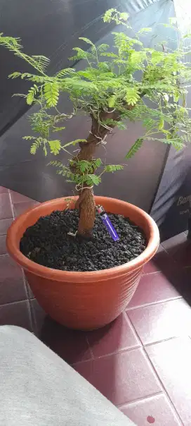 Jual Bonsai Asem Jawa