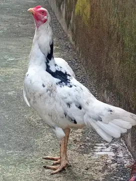 Ayam betina Bangkok siap ternak