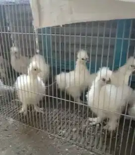 Ayam silky usia 3 bulan