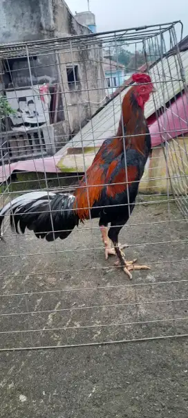 Ayam Bangkok uk 6