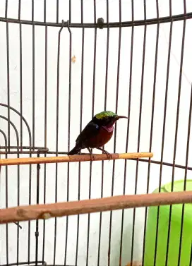 Burung ko nin masteran murai