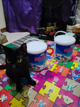 *Kucing dan cat white gypsummmm*