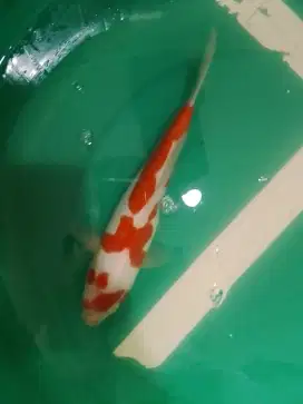 Ikan koi jenis Kohaku Doitsu 30cm