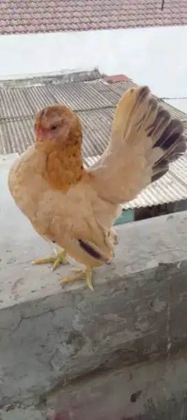 Betina blujur serama