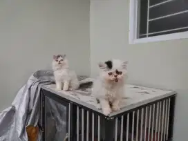 Kucing kitten persia 2 ekor / anggora / peaknose / himalaya flatnose