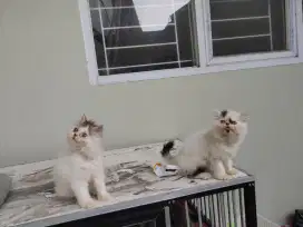 Kucing kitten persia 2 ekor / himalaya / anggora / flatnose / peaknose