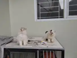 Kucing kitten persia 2 ekor / anggora / himalaya / peaknose / flatnose