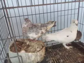 Merpati sepasang indukan