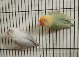 Burung love bird biola pb pf x biola pf ewing vio