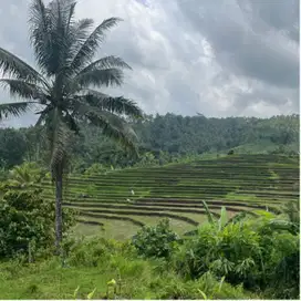 Di jual tanah dengan view sawah , gunung dan laut