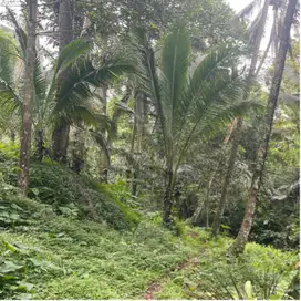 Di jual tanah kebun produktif langsung sungai kecil